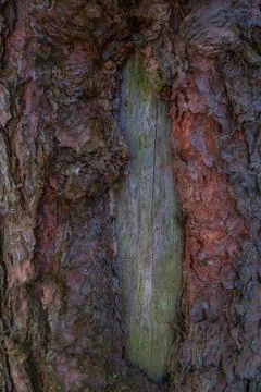 Excellent deep texture of the bark of the tree. Stock Photos