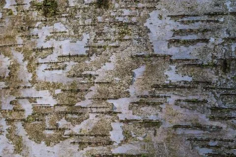 Excellent deep texture of the bark of the tree. Stock Photos