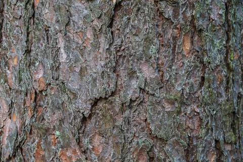 Excellent deep texture of the bark of the tree. Stock Photos