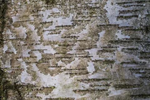 Excellent deep texture of the bark of the tree. Stock Photos