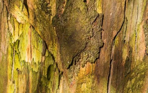 Excellent deep texture of the bark of the tree. Stock Photos