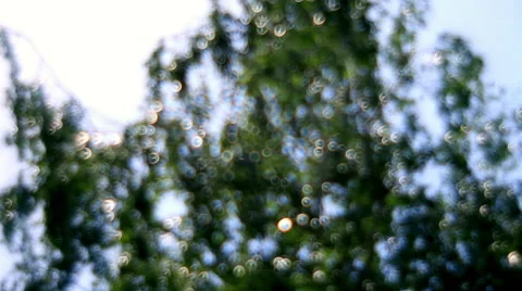 Excellent fantasy blue light bubbles, shining on magic tree foliage background Stock Footage 52770749