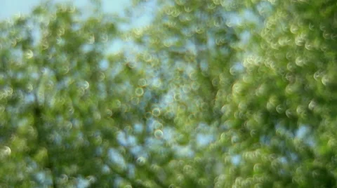 Excellent fantasy light bubbles, shining on greenery floral background Stock Footage 52771027