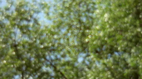 Excellent fantasy light bubbles, shining on scaly greenery background Stock Footage 52771236