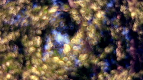 Excellent fantasy light bubbles, shining on greenery floral background Stock Footage 53793460
