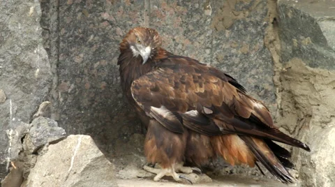 An excellent full-length golden eagle, Aquila chrysaetos, on rocky background. Stock Footage 43674355
