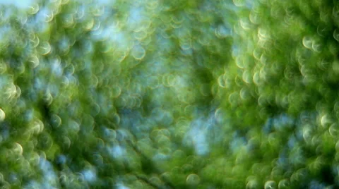 Excellent golden light bubbles, shining on defocused foliage background Stock Footage 52771370