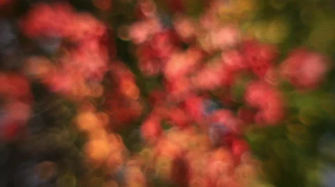 Excellent horizontal pan of defocused maple tree with autumn colored foliage Stock Footage 58212693