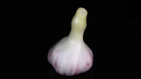 Excellent side view close up of fresh young head of garlic Stock Footage 77719232
