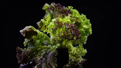 Excellent side view of fresh salads in garden-pot, rotating contra clockwise Stock Footage 78347831