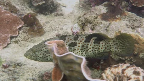 Excellent steady side track Giant Marbled Grouper Swim By Stock Footage 158985155