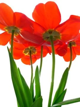 Excellent tulips Photos