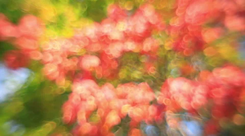 Excellent vertical pan of defocused tree with autumn colored foliage. 스톡 동영상 58212474