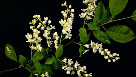 Excellent white bird cherry blooming twig close up, rotating contra clockwise Stock Footage 78346698