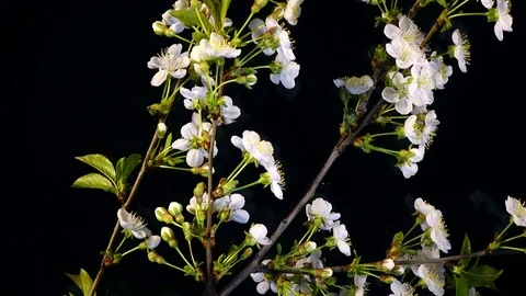 Excellent white cherry blooming twig close up, rotating contra clockwise Stock Footage 78346938