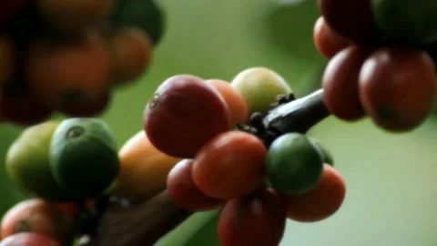 Excelsa coffee beans Stock-Footage 158697939