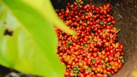 Excelsa coffee harvest Stock-Footage 159441174