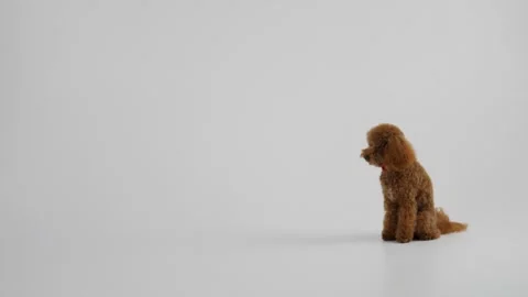 An exceptionally cute and adorable plush poodle dog sitting gracefully on a Stock Footage 312251982