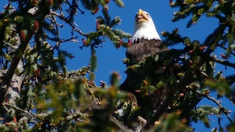An exceptionally happy eagle in a tree with his moth open and tongue out Stock Footage 88488811