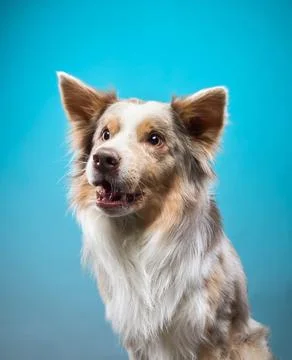 Excited Border Collie looking up Stock Photos