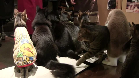 Excited cats waiting to be fed at a Japanese cat cafe Stock Footage 48390161