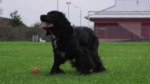 Excited Cocker Spaniel Trotting Across Grassy Local Park, Slow Motion Vídeo Stock 343785550