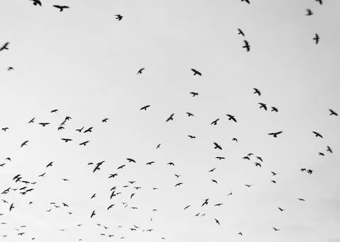 Excited crows with a cloudy sky in the background Foto stock