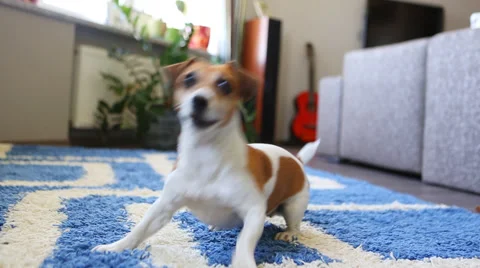 Excited dance catch ball Vídeo Stock 45870257