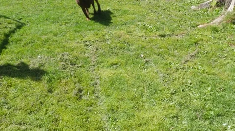 Excited dog playing fetch Stock Footage 49940907