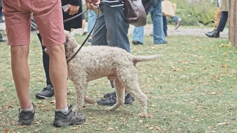 Excited dog sits down next to owner at farmers market Stock Footage 115841260