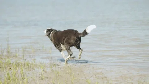 An Excited Dog Sprints Down the Side of a River Stock Footage 203777327