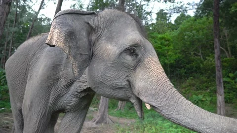 Excited elephant Stock Footage 158607673