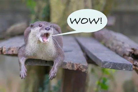 Excited otter. Stock Photos