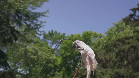 Excited Parrot on a Pole Stock Footage 208758318