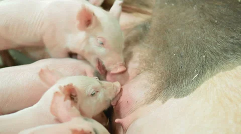Excited Piglets Suckling at The Big E Fair, September 2013 Stock Footage 29664414