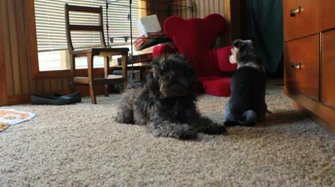 Excited poodle lays while old chi peke sits Stock Footage 8667914