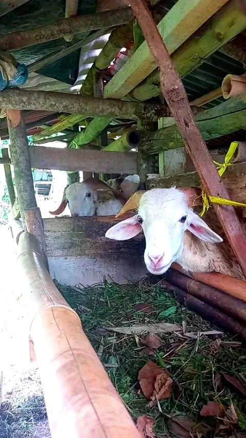 Excited Sheep in Pen Looking at Camera with Happy Expression Vidéo 343088920