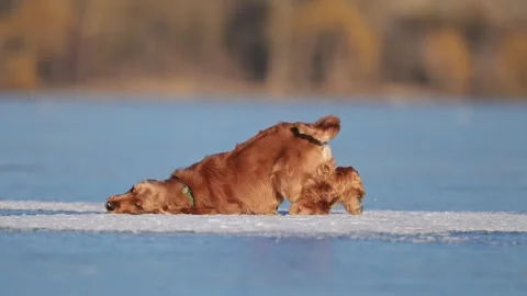 Excited Spaniel explores the icy surface, jumping and sprinting in winter bliss. Stock Footage 304686463