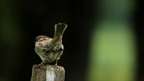 Excited tree sparrow on a pole, blurred background Video stock 81899076