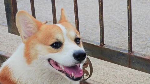 Excited Welsh Corgi dog looking up and smiling outdoors. Stock Footage 340202529