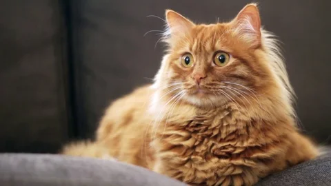 Excited yellow cat looking left side of camera Stock Footage 74387546