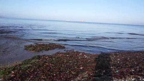 Excitement in the Bay Vídeo Stock 107408402