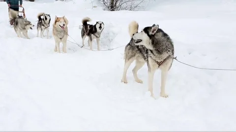 Excitement ight rig sled dogs Vídeo Stock 73800007