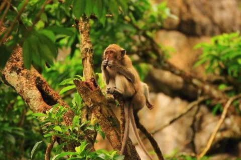 The excitement macaques Stock Photos