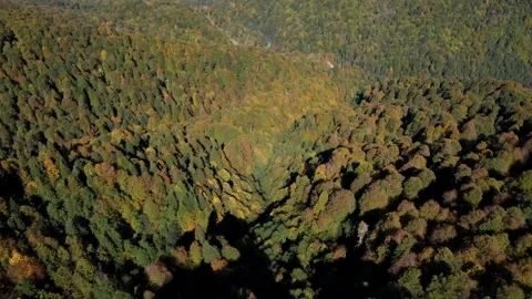 Exciting aerial view on the mountain ridge covered with gorgeous deep forest in Stock Footage 204010201