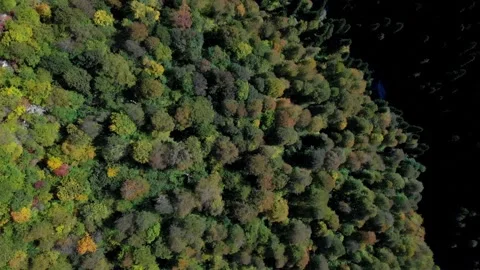 Exciting bird's eye view on the forested cacasian mountains. Tree crowns of deep Stock Footage 204007736