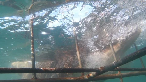Exciting Cage Shark Diving, shark hitting cage dangerous Stock-Footage 100720064