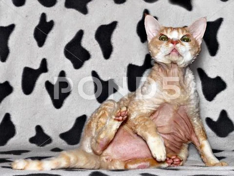 Exciting cat Stock Photos