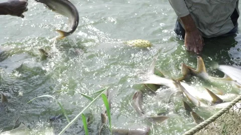 Exciting Catch in the Wild - Catching a School of Fish Stock Footage 327551677