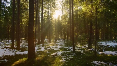 Exciting cinematic drone flight in the forest towards the sun through the fog Stock Footage 246475954